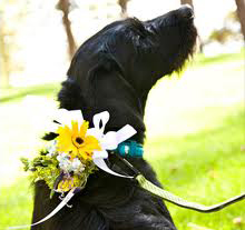 cachorro carregando alianças no casamento