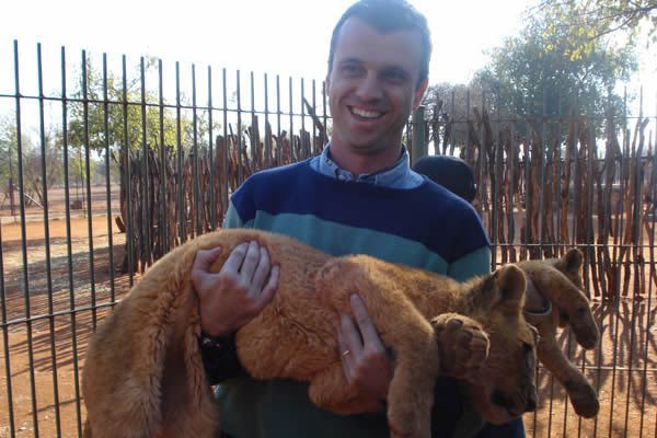 Leões em safari na Africa do Sul