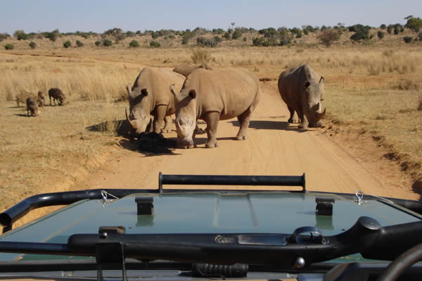 safari na Africa do Sul